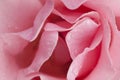 Pink rose background