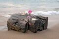 Pink Rose on Beach Driftwood Royalty Free Stock Photo