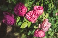 Pink Rose. Beautiful pink Rose blooming in summer garden/pink flower of a rose. Beautiful nature scene with blooming pink flower