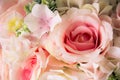 Choose blur focus pink rose beautiful flowers Royalty Free Stock Photo