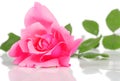 Pink rose