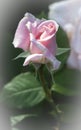 Pink Rose