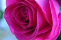 Pink rose Royalty Free Stock Photo