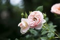Pink Rose with Bee Royalty Free Stock Photo