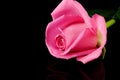 Pink rose on black Royalty Free Stock Photo