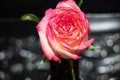 Pink rose on black background Royalty Free Stock Photo