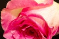Pink Rose On Black Background, Macro
