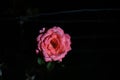 Pink rose with black background at night Royalty Free Stock Photo