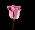 Pink rose On Black Backgroundtulip