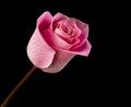 Pink rose On Black Backgroundtulip