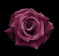 Pink rose on the black isolated background with clipping path. no shadows. Closeup. For design, texture, borders, frame, backgr Royalty Free Stock Photo