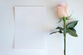 Pink Rose and Blank paper Mockup