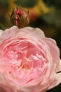 A pink rose in bloom with a rose bud Royalty Free Stock Photo