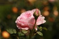 A pink rose in bloom in a field Royalty Free Stock Photo