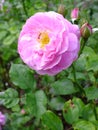 Pink Rose in Bloom