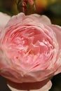 A pink rose in bloom with a rose bud Royalty Free Stock Photo