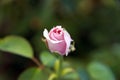 Pink Rose in Bloom Royalty Free Stock Photo