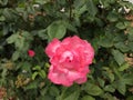 Pink Rose bloomed in Public Roadway Royalty Free Stock Photo