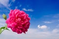 Pink Rose Blooming Against Sky