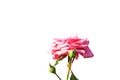 Pink rose blooming and bud flower Royalty Free Stock Photo