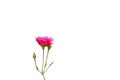 Pink rose blooming and bud flower isolated on white background Royalty Free Stock Photo