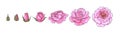 Pink rose blooming from closed bud to fully open flower. Hand drawn sketch style set. Vector illustration Royalty Free Stock Photo