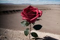 Pink rose blooming in a desolate landscape