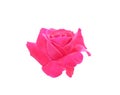 Pink rose blooming isolated on white background with clipping path Royalty Free Stock Photo