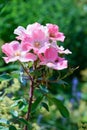 Pink Rose blooming in garden against green background Royalty Free Stock Photo