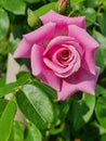 Pink rose blossom on green leaves Royalty Free Stock Photo