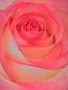 Pink rose blossom background, soft design image Royalty Free Stock Photo
