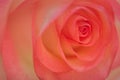 Pink rose blossom background, soft design image Royalty Free Stock Photo