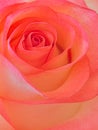 Pink rose blossom background, soft design image Royalty Free Stock Photo