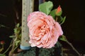 Pink Rose Blossom with Water Drops on the Petals - Macro Shot Royalty Free Stock Photo