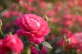 Pink rose blossoming flower bud closeup on sunset on blurred field of roses natural background Royalty Free Stock Photo