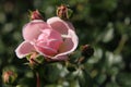 Pink rose blossoms and opening rose buds on one stem