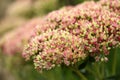 Pink and Rose Blossoms of Sedum on a green background