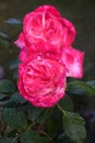 Pink Rose Blossoms with Water Drops on the Petals Royalty Free Stock Photo