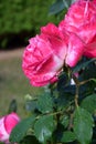 Pink Rose Blossoms with Water Drops on the Petals Royalty Free Stock Photo