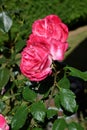 Pink Rose Blossoms with Water Drops on the Petals Royalty Free Stock Photo