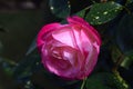 Pink Rose Blossoms with Water Drops on the Petals - Macro Shot Royalty Free Stock Photo