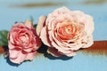 Pink rose on old metal blue background Royalty Free Stock Photo