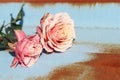 Pink rose on old metal blue background Royalty Free Stock Photo