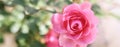 Pink rose Bonica on blurred green background. Soft focus Royalty Free Stock Photo