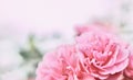 Pink rose Bonica on blurred green background. Soft focus Royalty Free Stock Photo