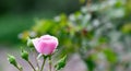 Pink rose Bonica with buds with dew drops in the garden. Perfect for background of greeting cards Royalty Free Stock Photo