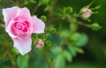 Pink rose Bonica with buds in the garden. Perfect for background of greeting cards Royalty Free Stock Photo