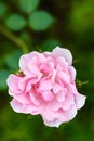 Pink rose Bonica with buds in the garden. Perfect for background of greeting cards Royalty Free Stock Photo