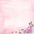 Pink rose border