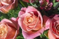 Pink rose bouquet close up